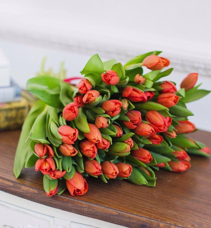 51 tulipán rojo